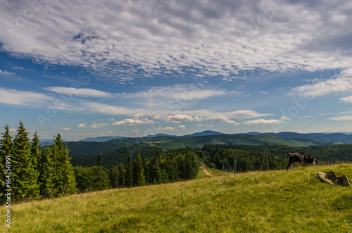 Carpathian mountains landscape in Ukraine in the summer season in Yaremche