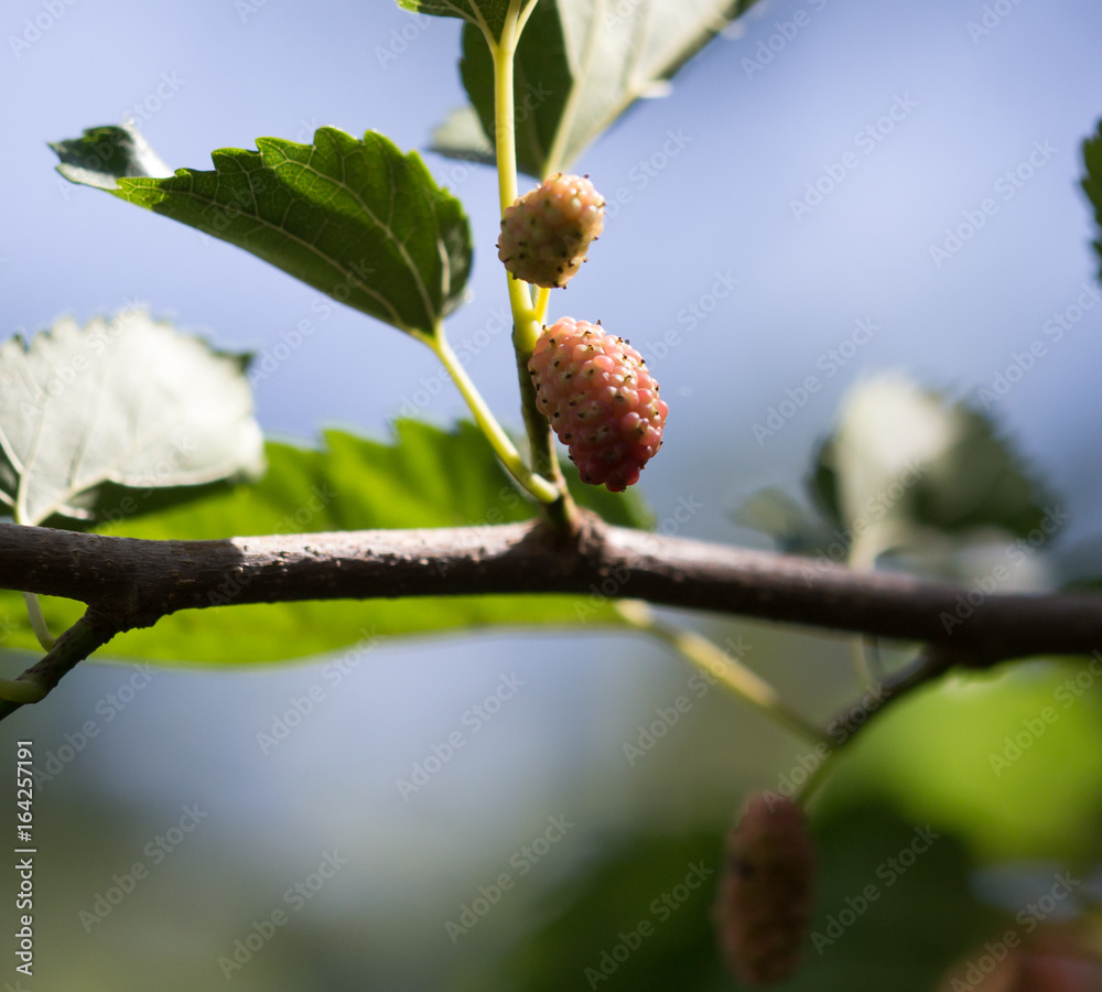 Mulberry berries on a tree branch Mulberry berries on a tree branch