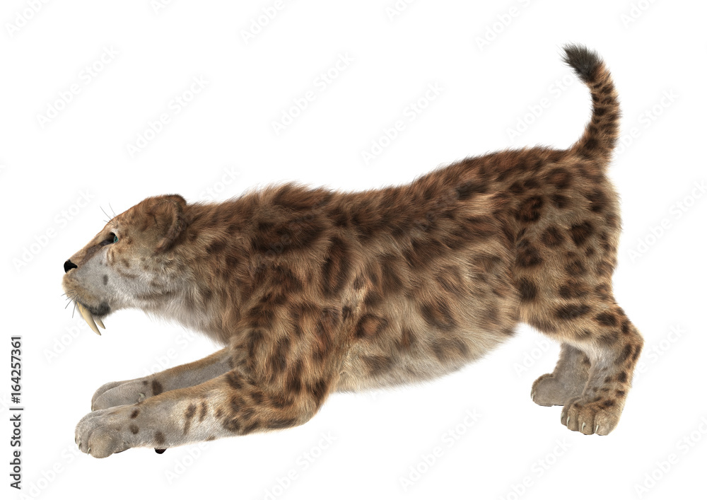 Obraz premium 3D Rendering Saber Tooth Tiger on White