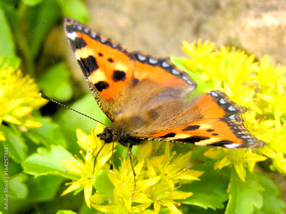 Obraz premium Schmetterling im Garten