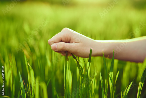 Field, grass, plants, summer, hand, sun, light © SHOTPRIME STUDIO