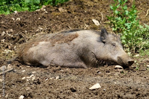 Schlafendes Schwein im Schlamm