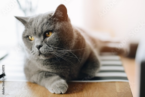 Grey beauty british shorthair cat