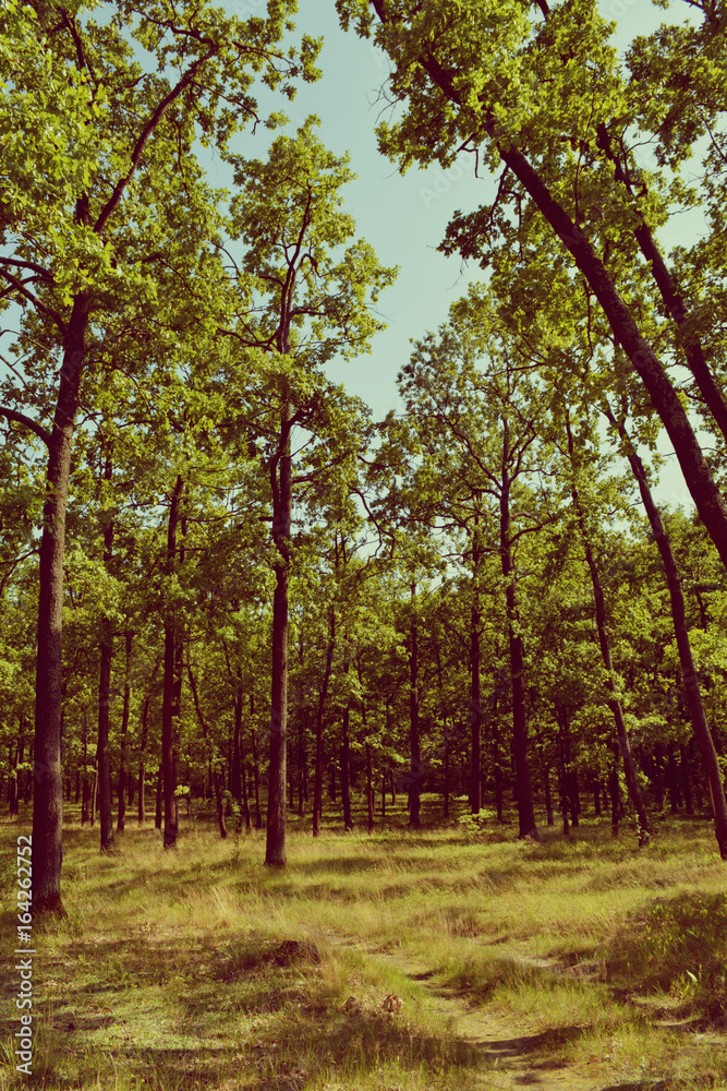 Fototapeta premium Bajeczny las latem