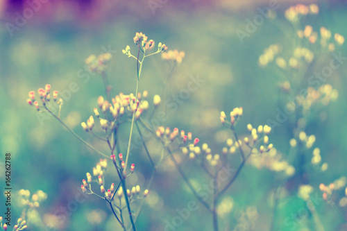 colorful grass flower soft focus spring background