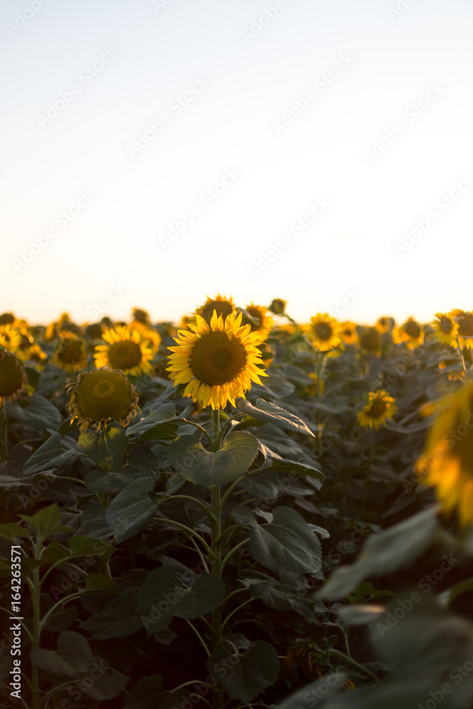 Beautiful yellow sunflowers in soft evening light