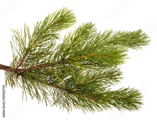 A branch of a pine tree. Isolated on white background