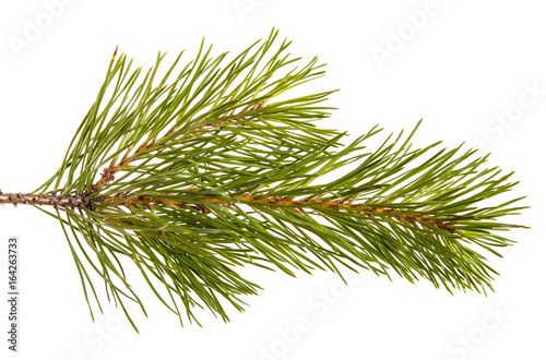 A branch of a pine tree. Isolated on white background