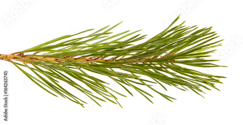 A branch of a pine tree. Isolated on white background