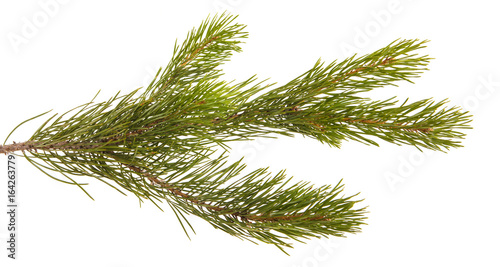 A branch of a pine tree. Isolated on white background