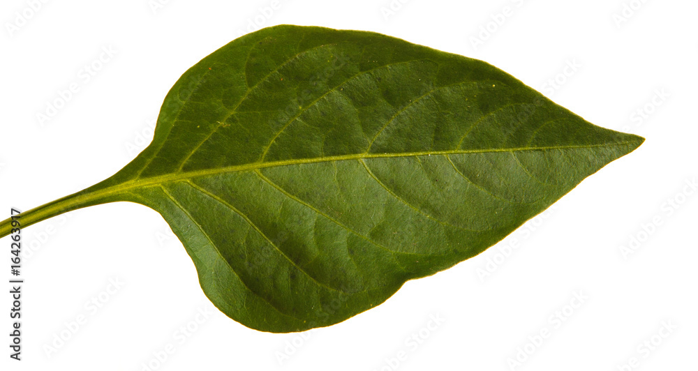 Obraz premium Leaves of sweet pepper. Isolated on white background