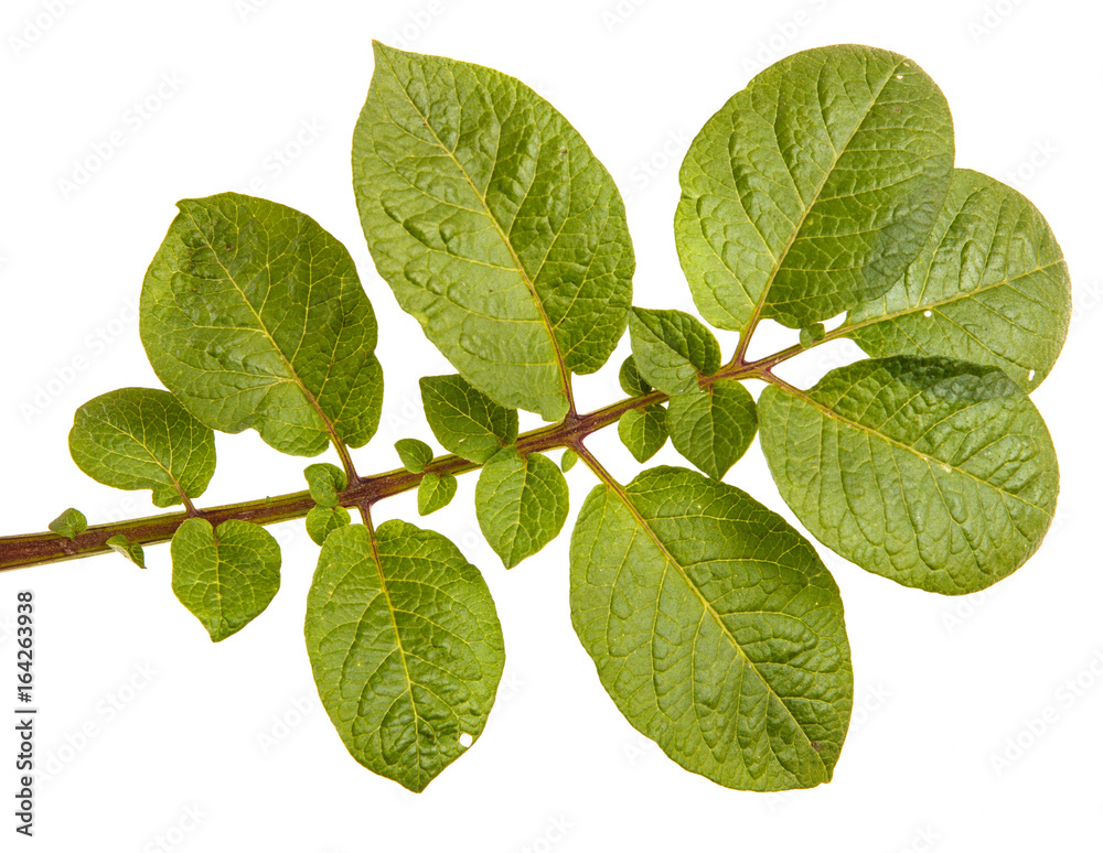 Part of a potato bush with green leaves. Isolated on white background Part of a potato bush with green leaves. Isolated on white background