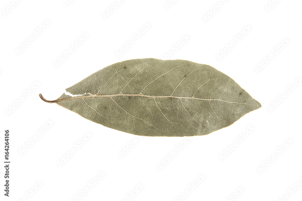 Bay leaf isolated on white background Bay leaf isolated on white background