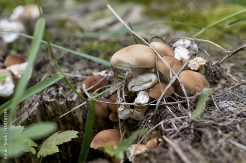 Closeup image of small mushrooms growing in a tree stump.