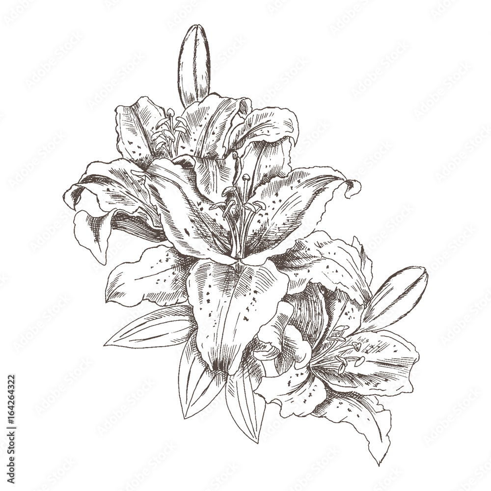 Hand drawn sketch flowers tiger lilies. Flower tiger Lily pencil sketch in  vintage style. Vector illustration isolated on white background. Векторный  объект Stock | Adobe Stock