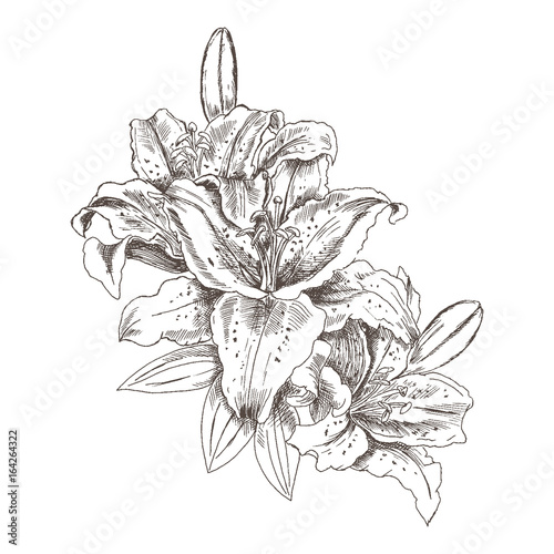 Hand drawn sketch flowers tiger lilies. Flower tiger Lily pencil sketch in vintage style. Vector illustration isolated on white background.