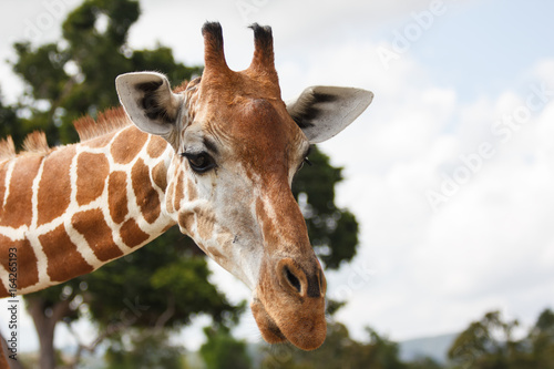Photography Philippines Calauit Island Whild park, giraffe