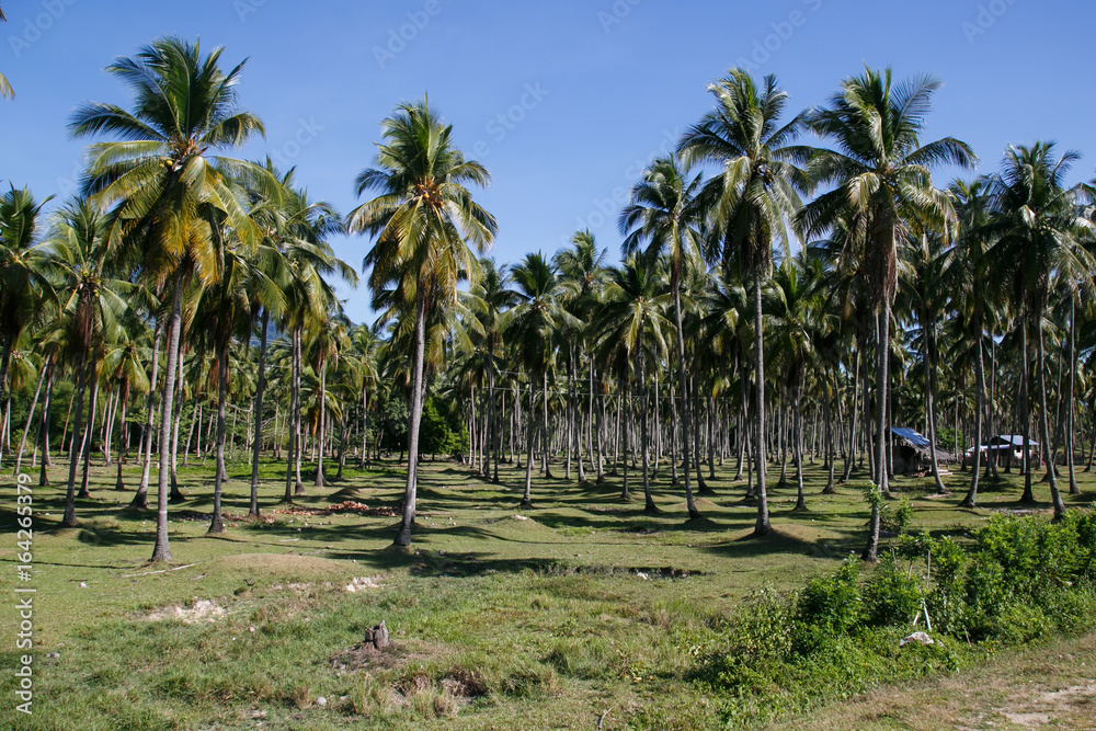 Fototapeta premium Coconut plantation, Coron, Busuanga island, Palawan province, Philippines