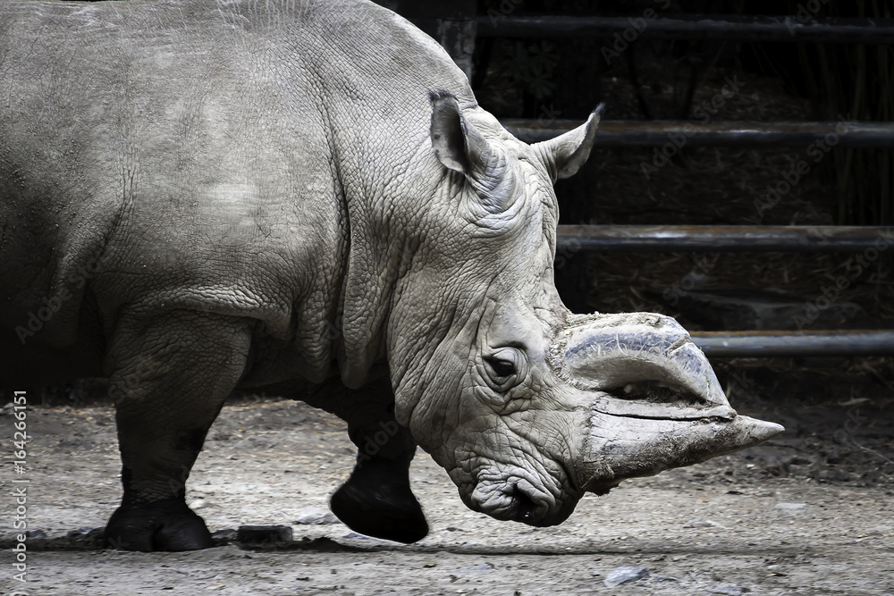 Fototapeta premium Rinoceronte