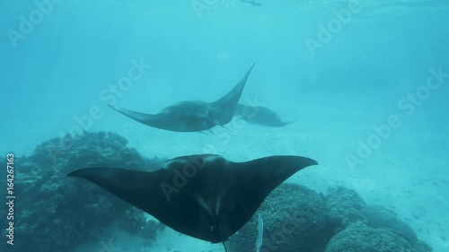 raies manta en polynésie tahiti  photo