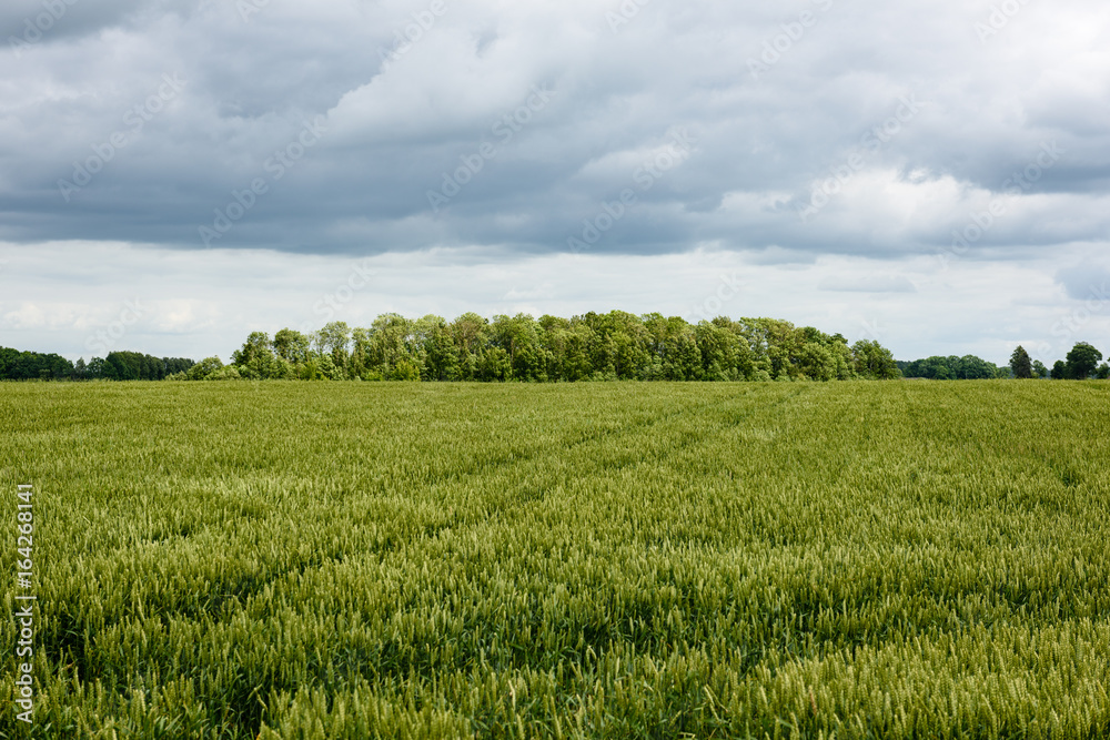 Yellow wheat field close up macro photograph