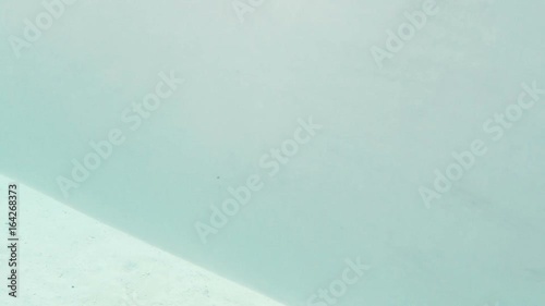 raies grises qui nage dans un lagon, tahiti polynésie photo