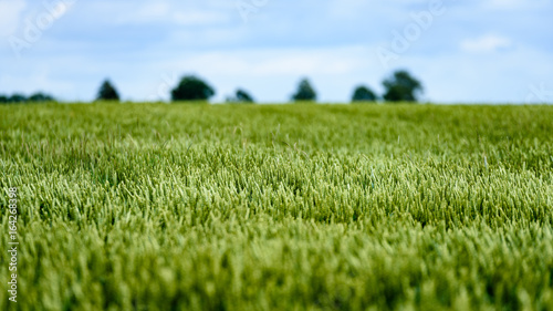green wheat field close up macro photograph