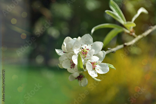 Spring flowers