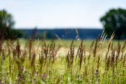 field with summer flowers blooming