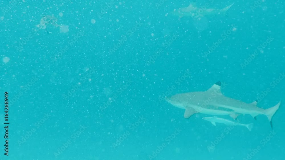 requin pointe noire en polynésie requin pointe noire en polynésie