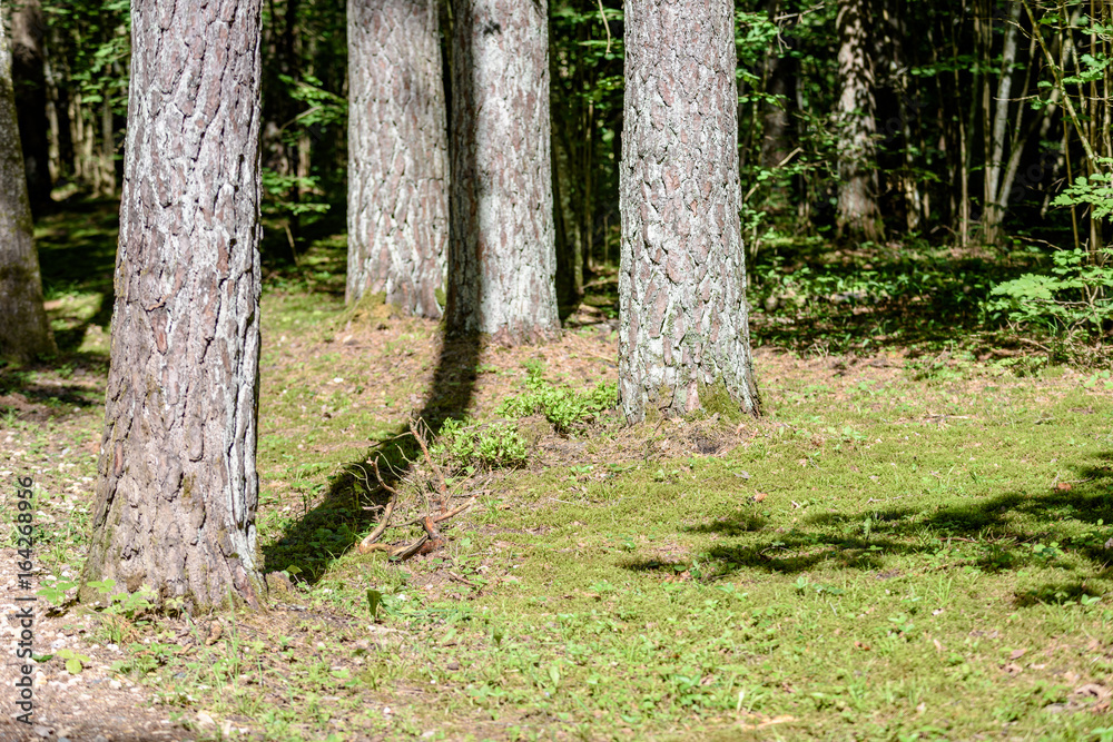 green forest with tree trunks in summer green forest with tree trunks in summer
