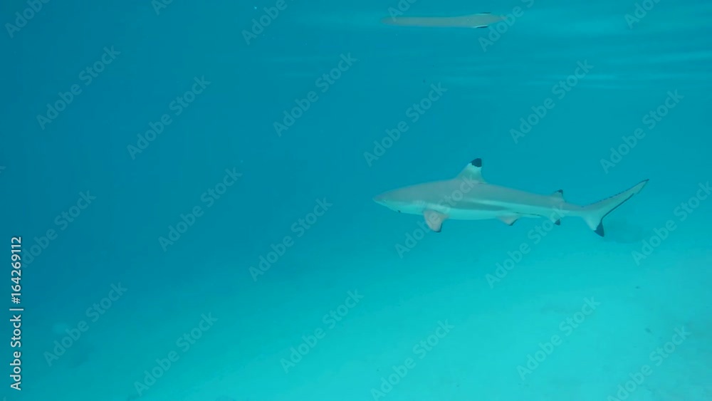 requin pointe noire en polynésie