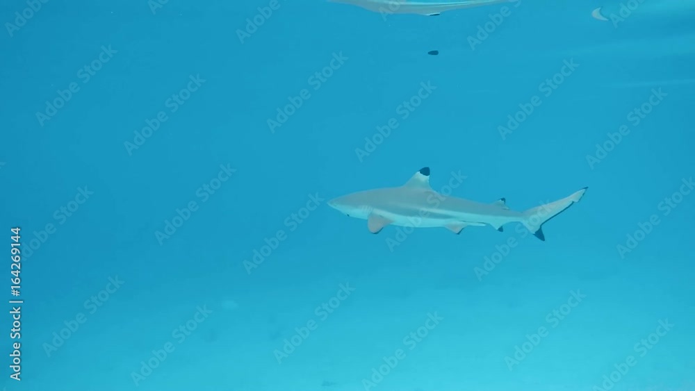 requin pointe noire en polynésie requin pointe noire en polynésie
