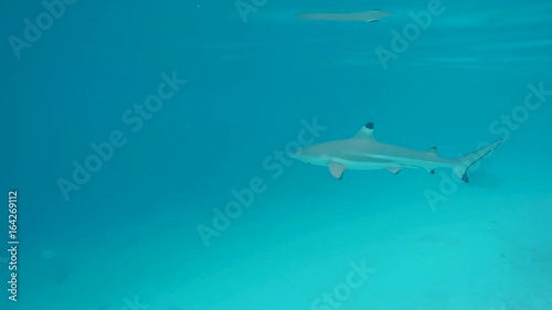 Wallpaper Mural requin pointe noire en polynésie Torontodigital.ca