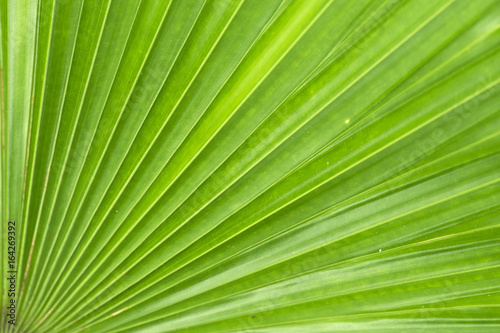 Green Leaf, sugar palm leaf texture, abstract background. © Saichol