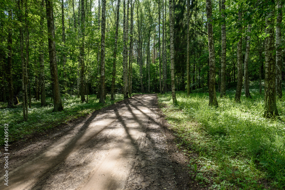gravel road in birch tree forest gravel road in birch tree forest