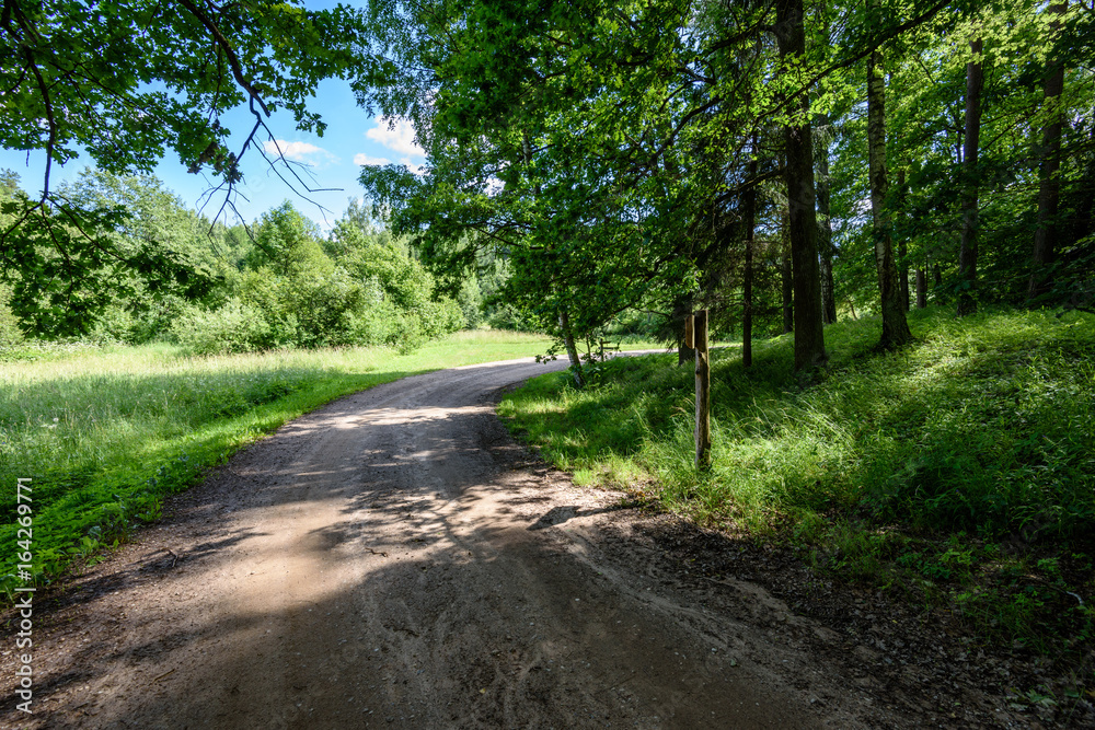 gravel road in birch tree forest gravel road in birch tree forest