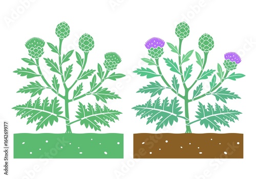 Artichoke plant with leaves and globe artichokes