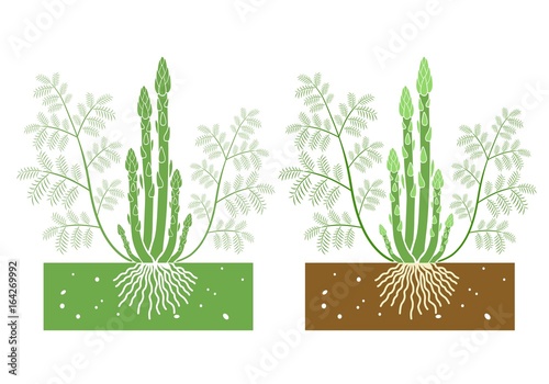 asparagus plant with leaves and shoots