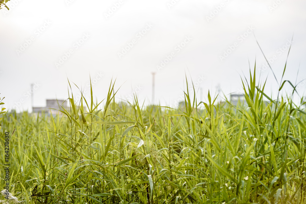 Naklejka premium field with summer flowers blooming