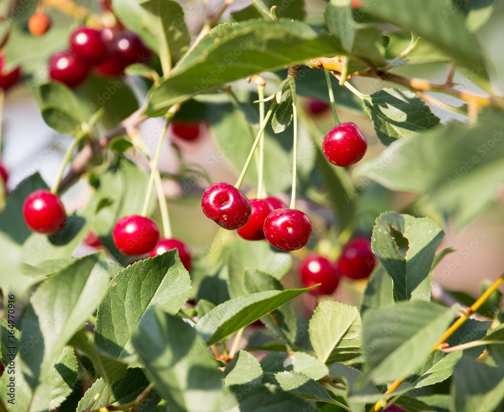 Red ripe cherry on a tree in the nature