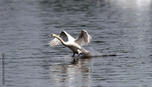 Mute swan (Cygnus olor) landing on the Danube river in Zemun, Belgrade, Serbia.