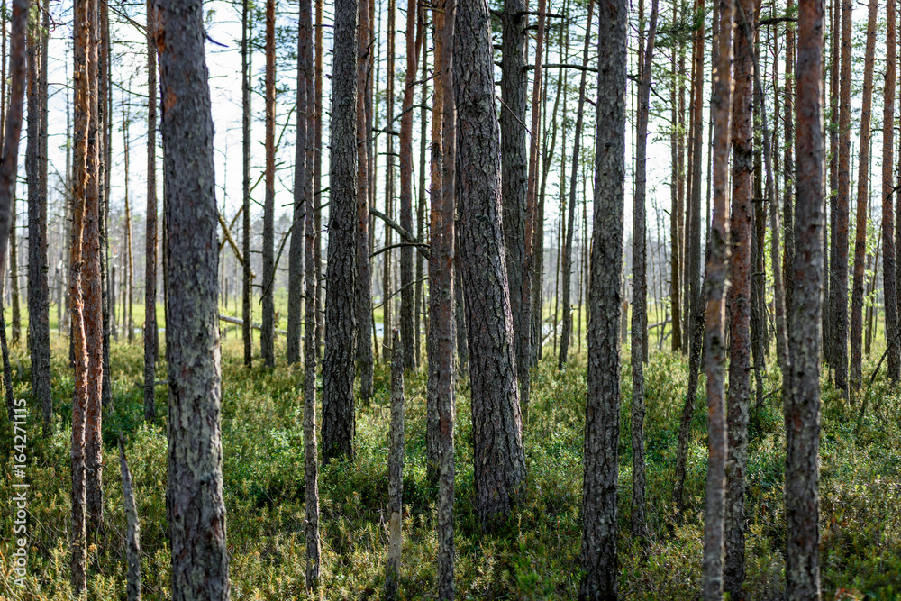lush early spring foliage - vibrant green spring fresh leaves of pine tree lush early spring foliage - vibrant green spring fresh leaves of pine tree