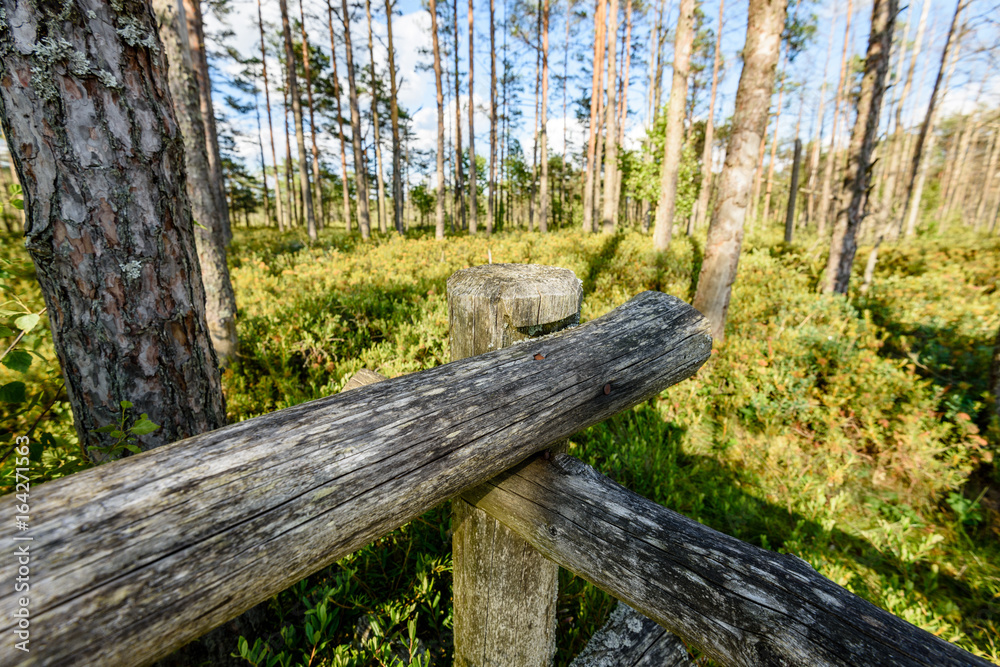 Fototapeta premium wooden footpath in the bog