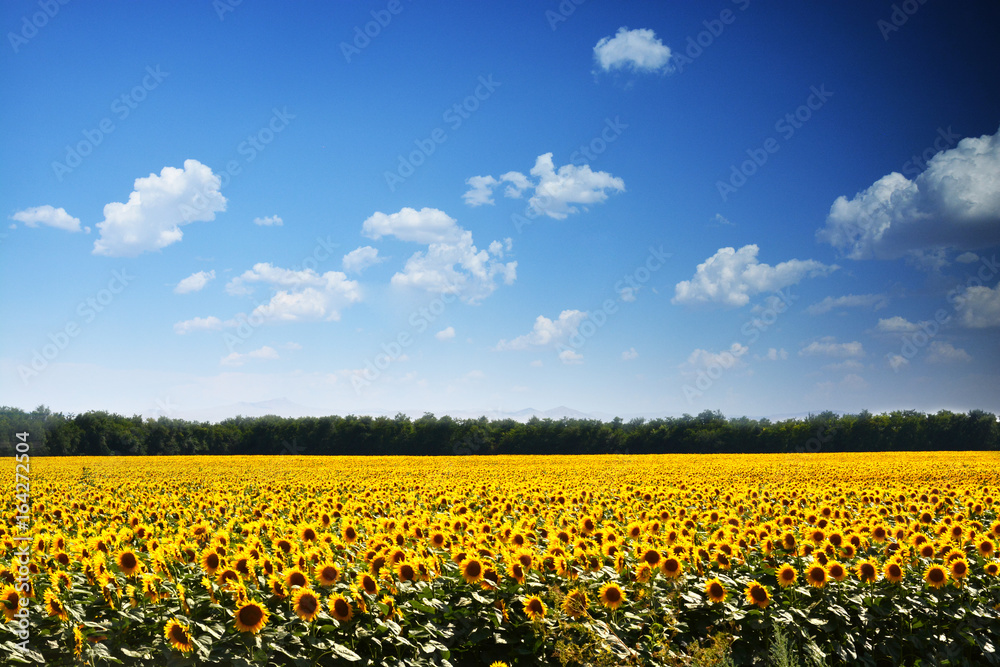 Blooming sunflower field with clear blue sky, summer season agriculture landscape