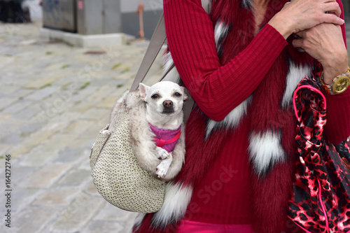 Una donna cammina con il cane di chihuahua dentro la borsa