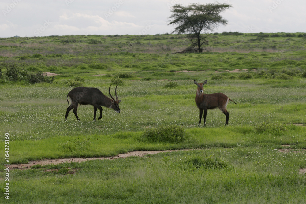 Wild Antelope mammal in African Botswana savannah Wild Antelope mammal in African Botswana savannah
