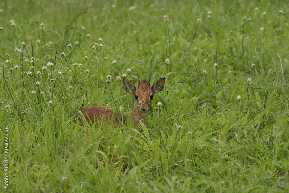 Fototapeta premium Wild Antelope mammal in African Botswana savannah