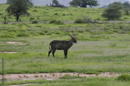 Wild Antelope mammal in African Botswana savannah