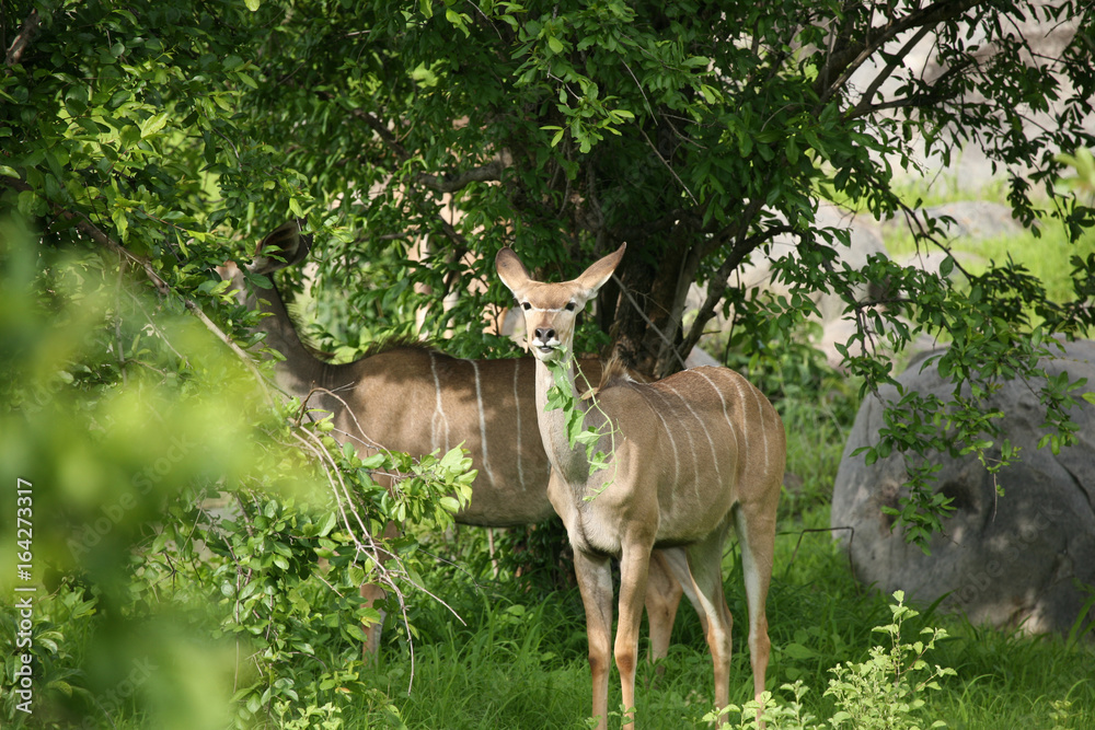 Wild Antelope mammal in African Botswana savannah Wild Antelope mammal in African Botswana savannah